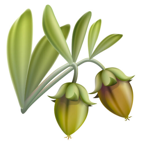 Growing Jojoba Plants